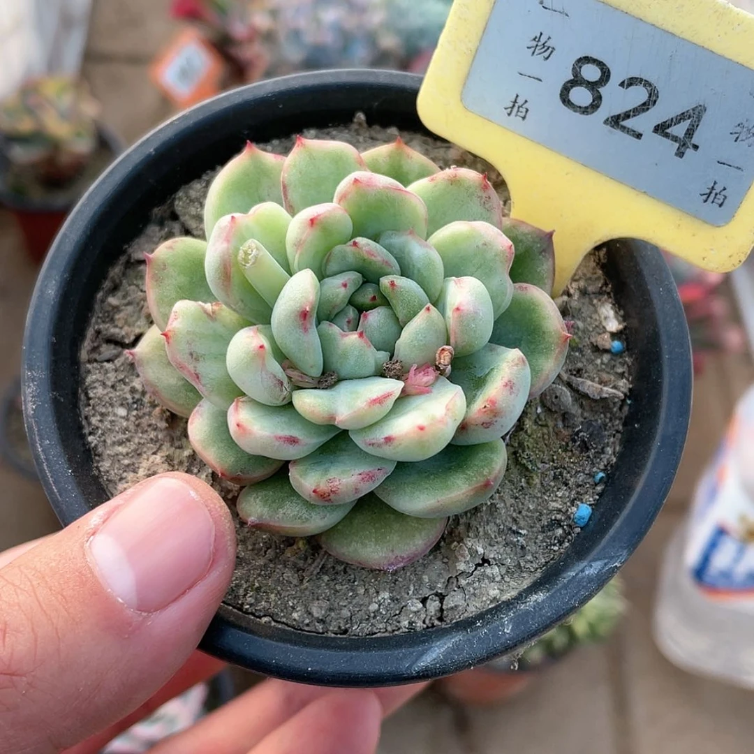 【闪购商品】824号