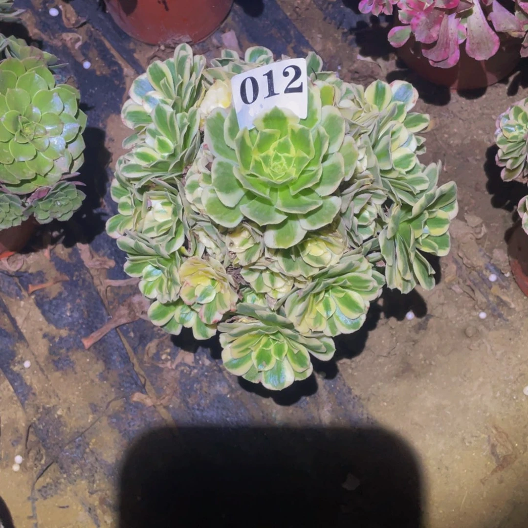 迈巴赫多肉植物012