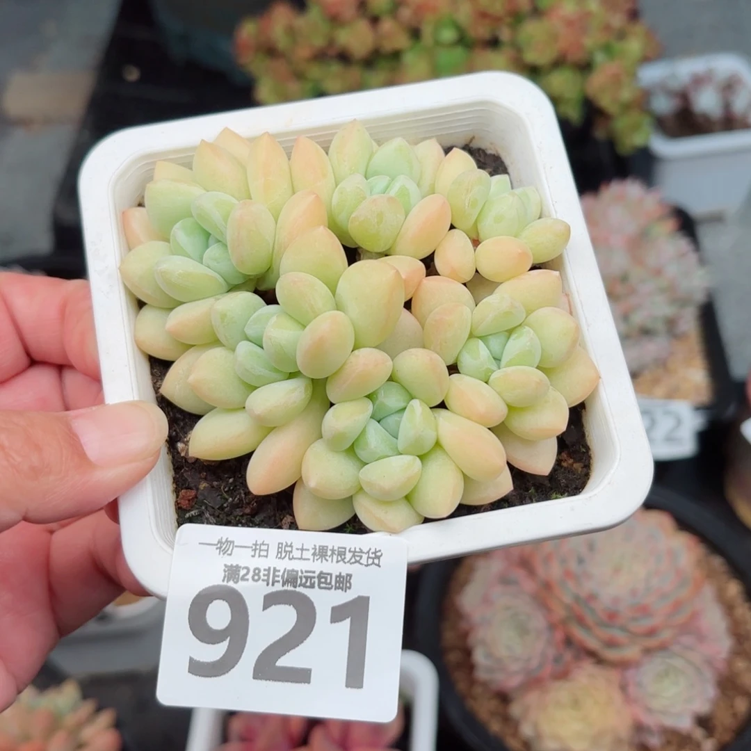 泡泡糖整群无盆土发货