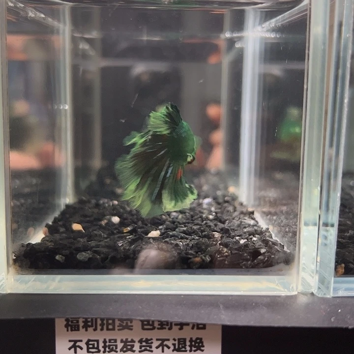 斗鱼竞拍跑单拉黑25日22