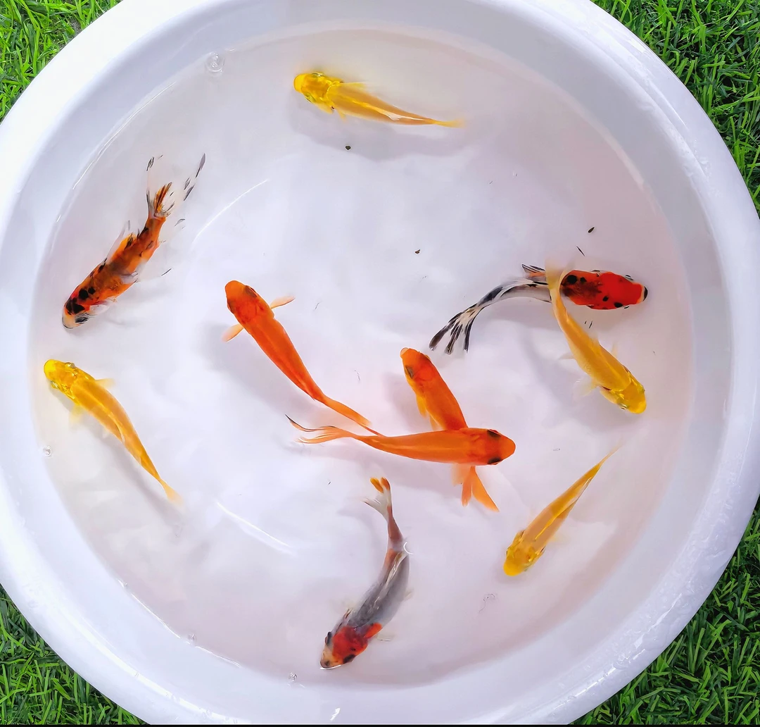 冷水兰花鹦鹉鱼黄金龙凤鱼烈焰红草金招财进宝好看好养冷水淡水鱼