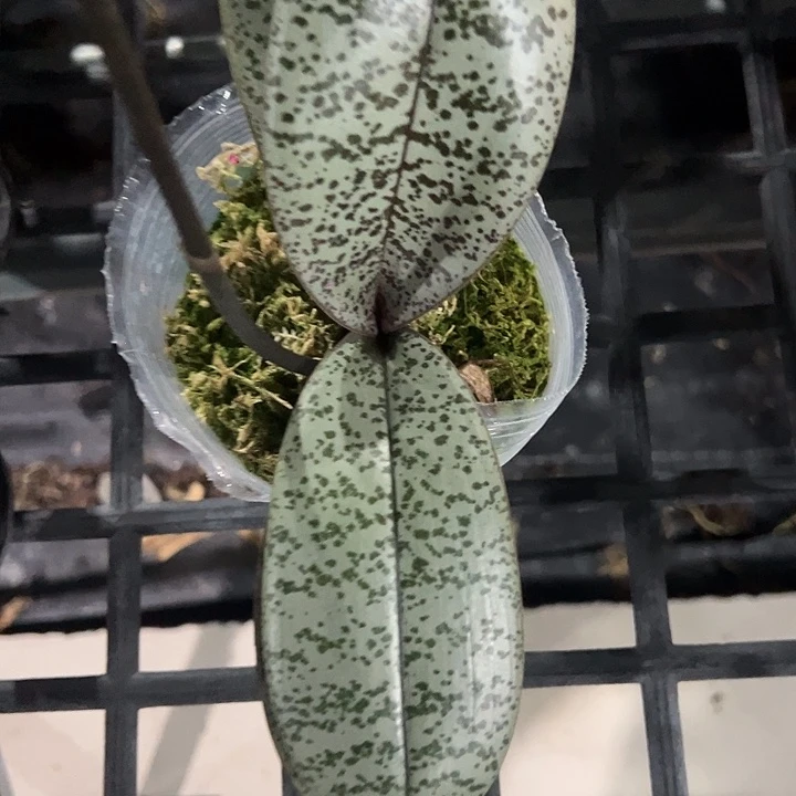 完全开放超银叶西雷丽