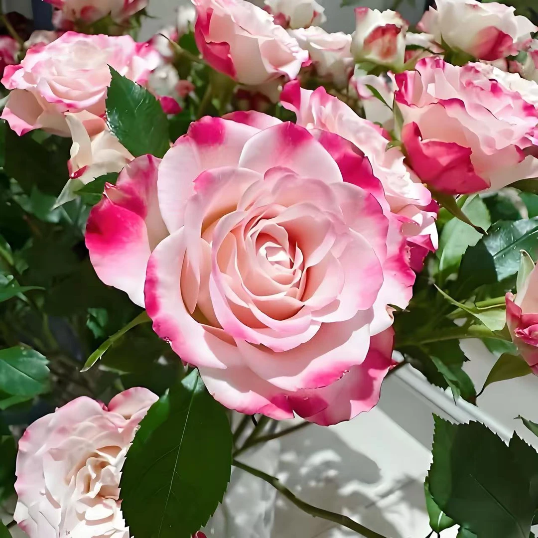 【折射泡泡】月季花苗四季盆栽玫瑰开花藤本丰花条纹玫瑰月季耐寒