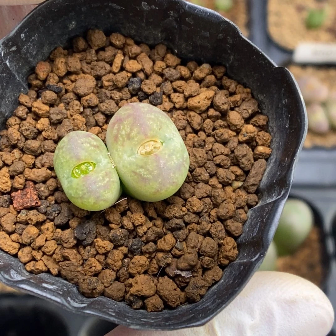 多肉植物肉锥杂交K-4543