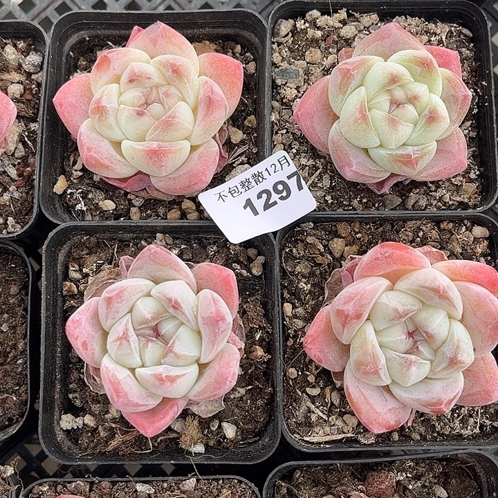 阿雅园艺。       1297冰玉四颗