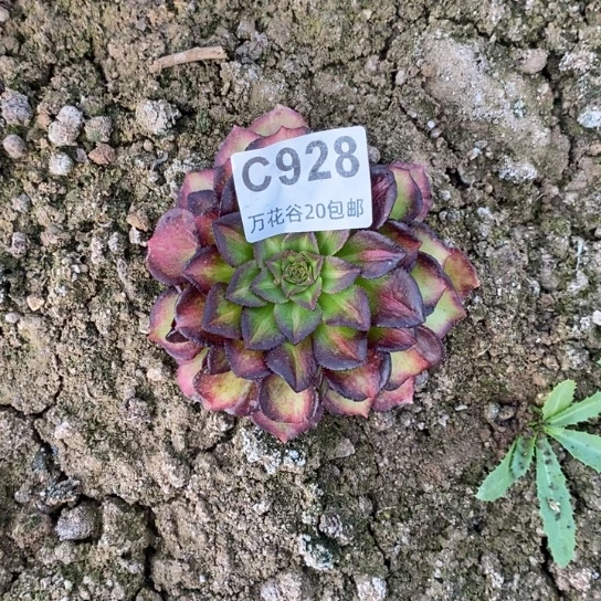 928海王七彩多肉植物