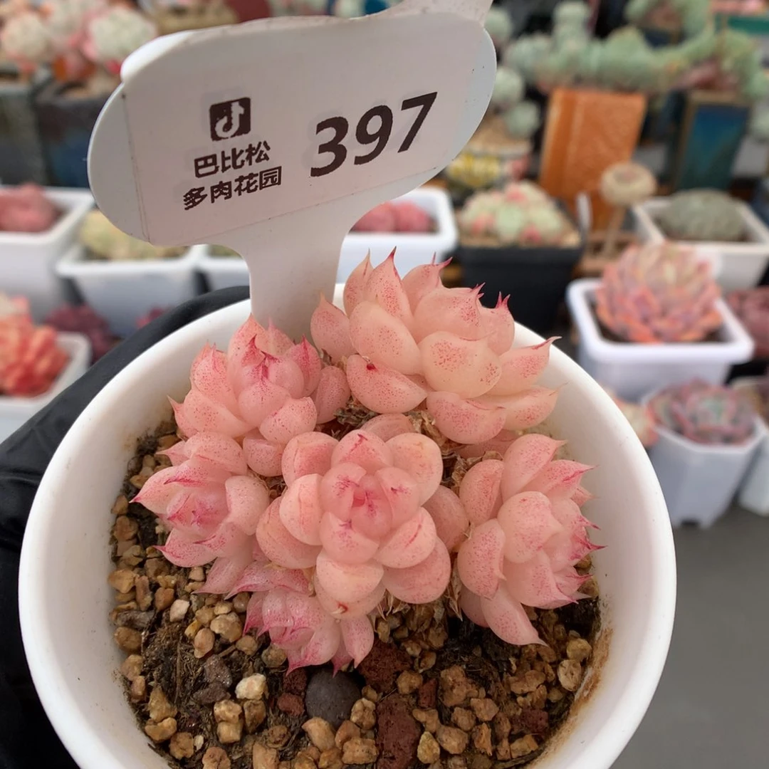 397 粉珍妮女王麦杆