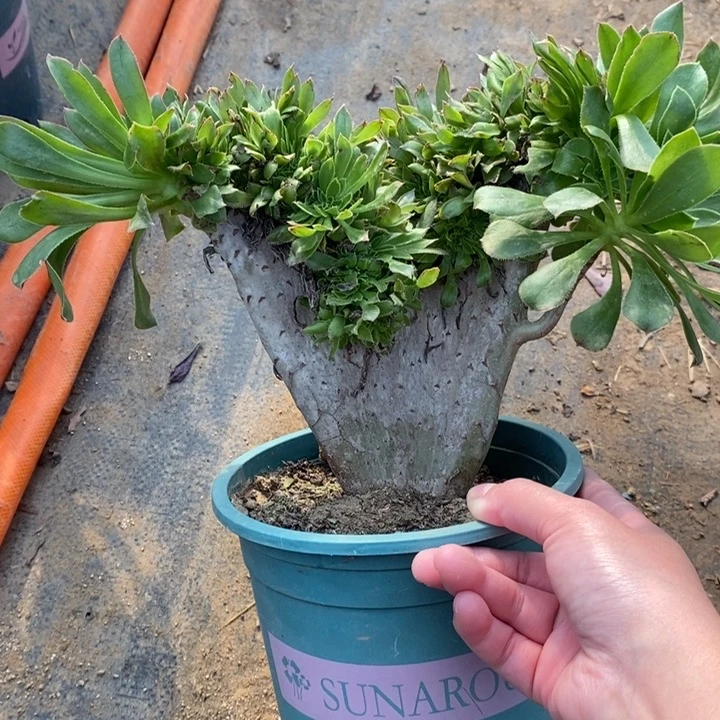 原始绿缀22多肉植物法师法师