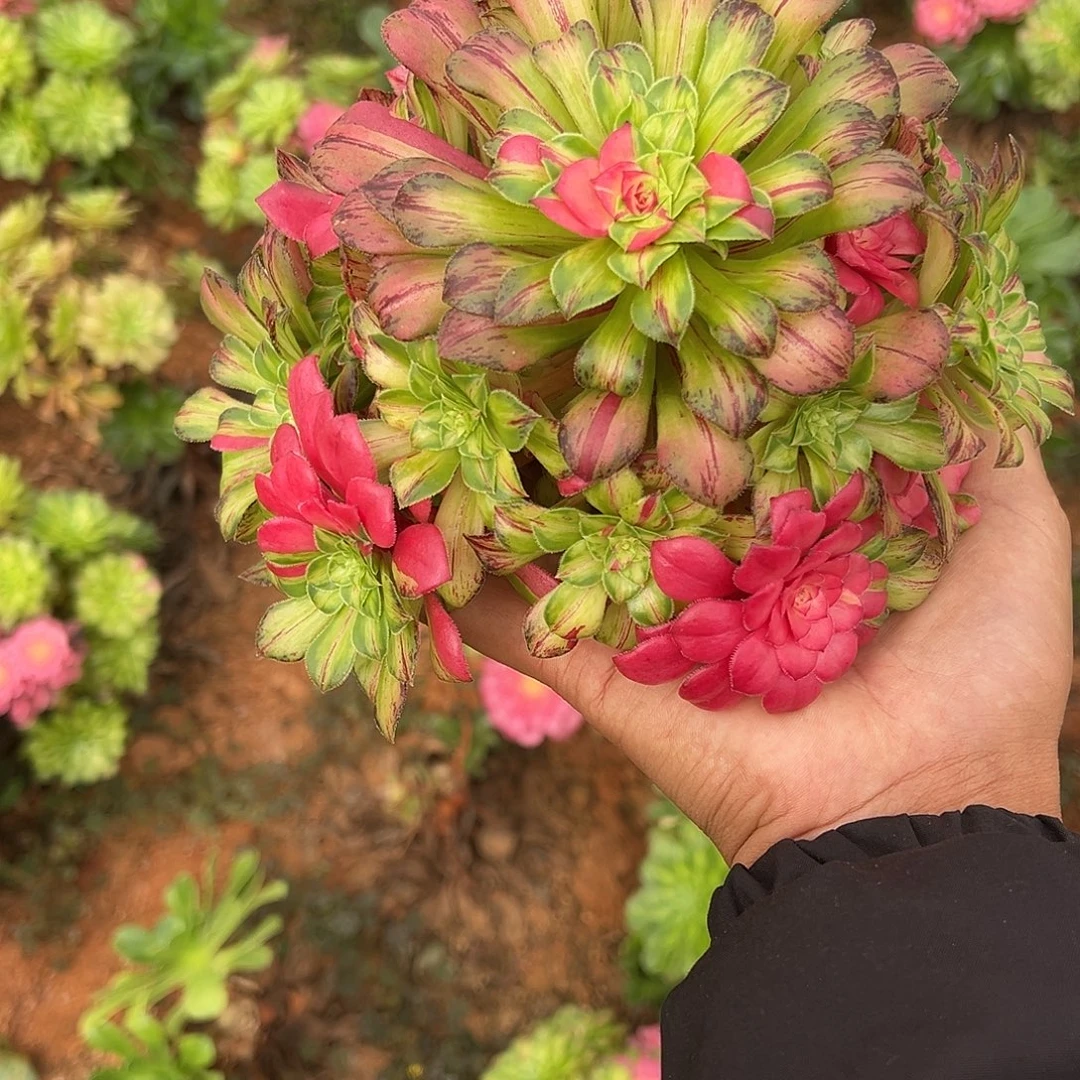 精品多肉植物知否20