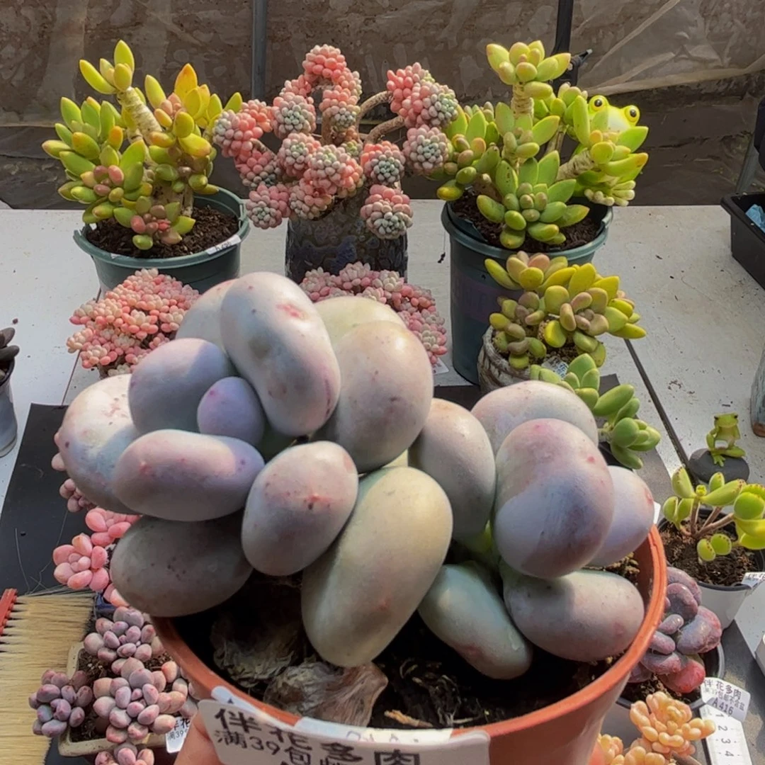 437大叶奶8cm多肉