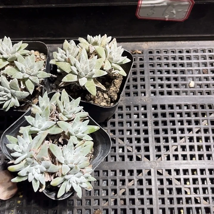 母***孝37号框三颗带盆土发