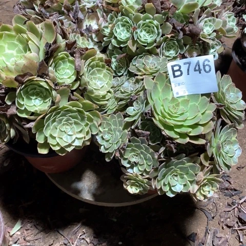 越****746四颗法师多肉植物