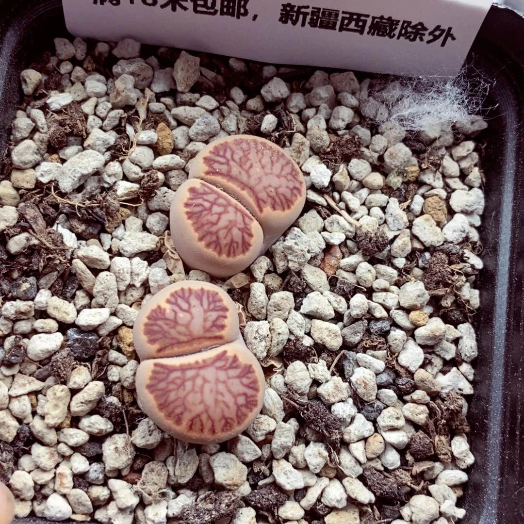 我的小姐姐们都是我6881