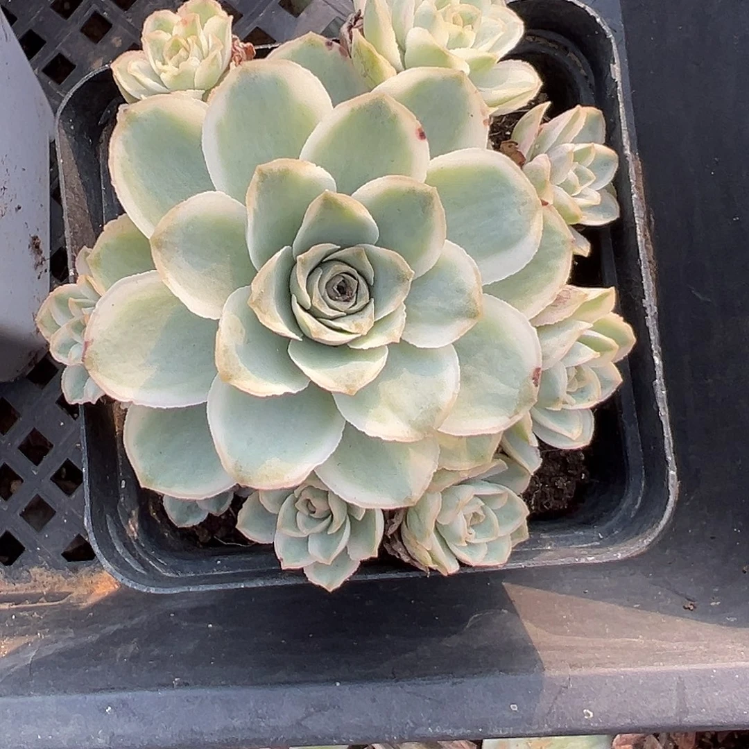 山地玫瑰锦秋夕111