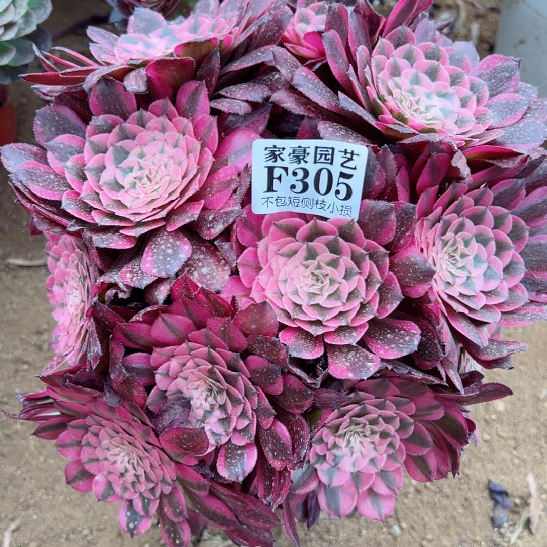 305红彤白尺寸28左右当年桩