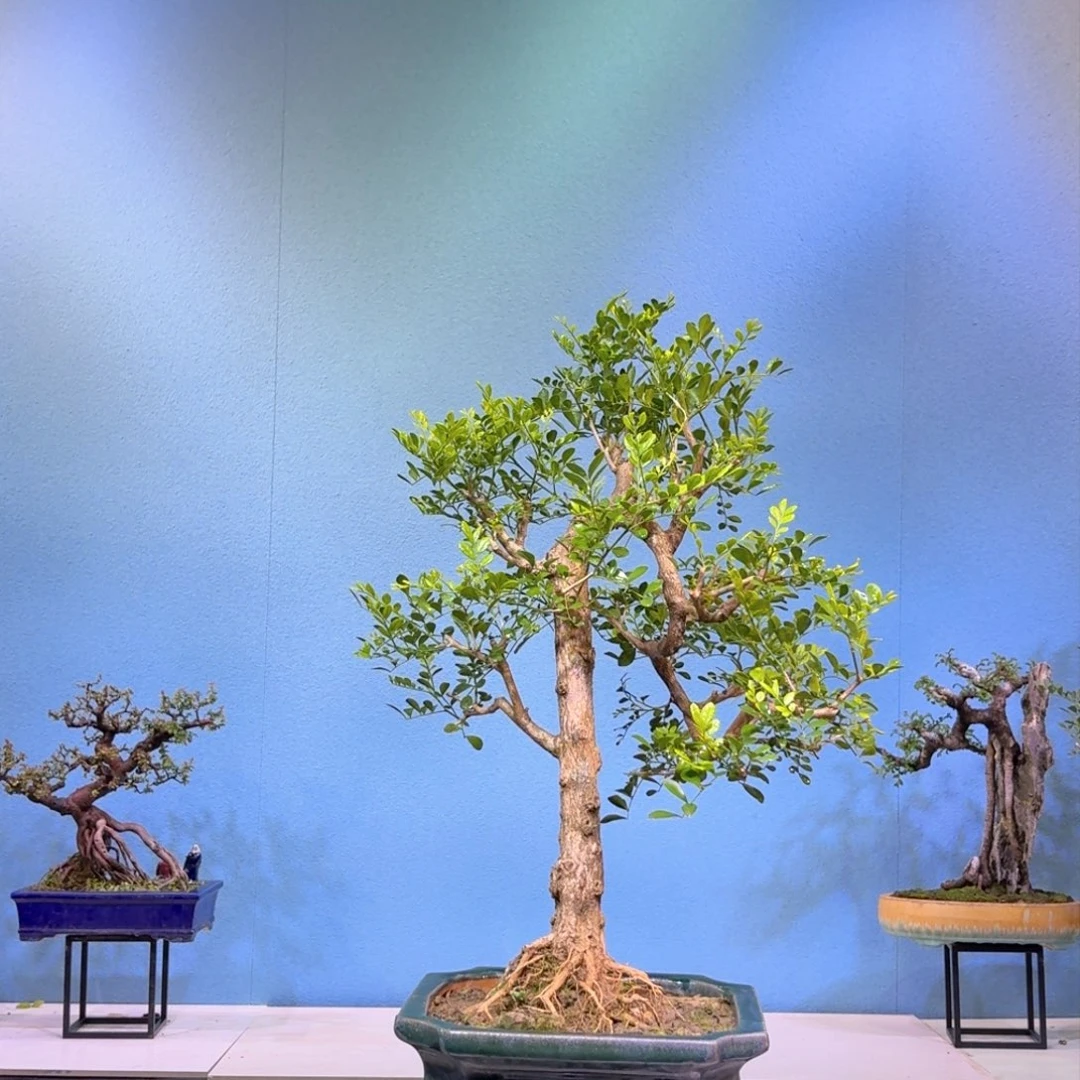 红陶九里香一物一拍的