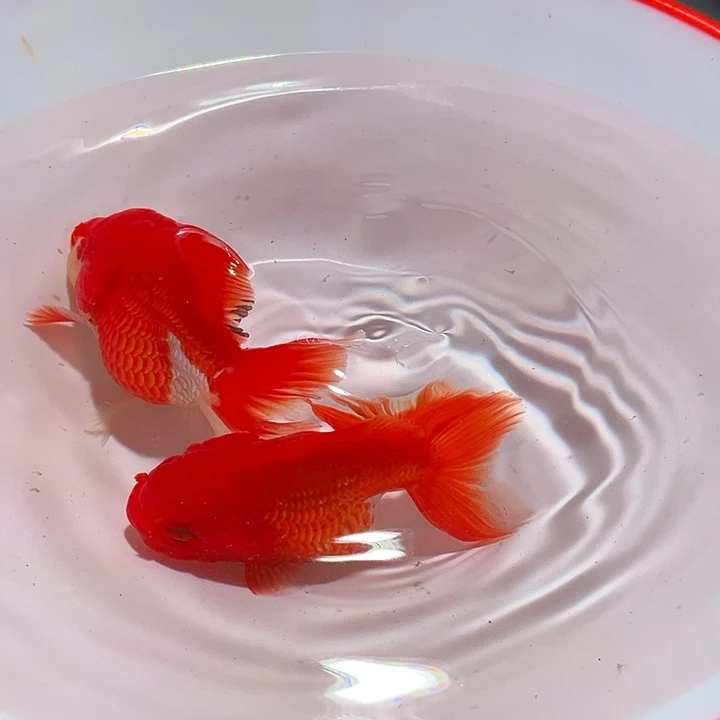 狮头鱼德元观赏鱼307