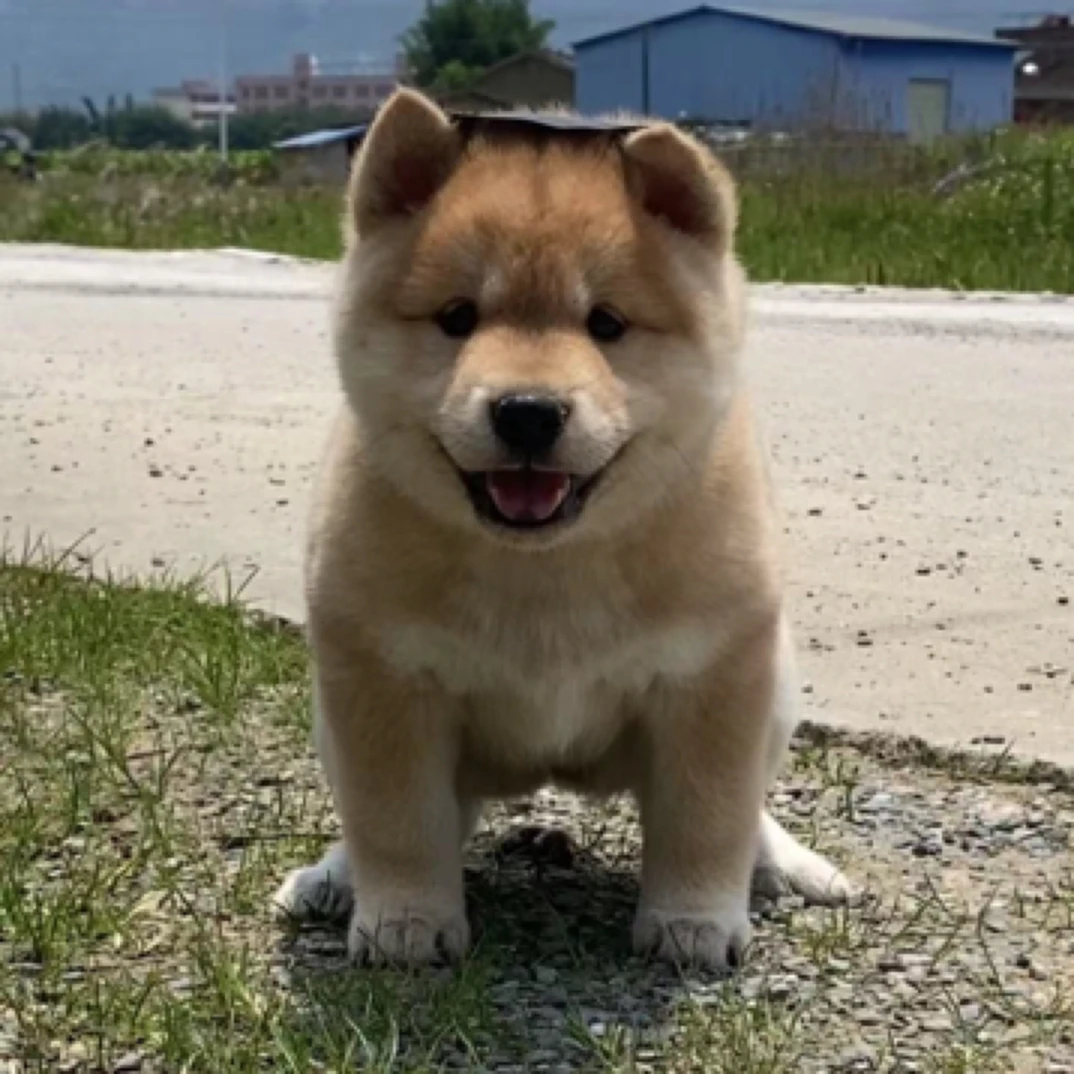 【田园犬小军】广西田园犬狗狗直播活体链接