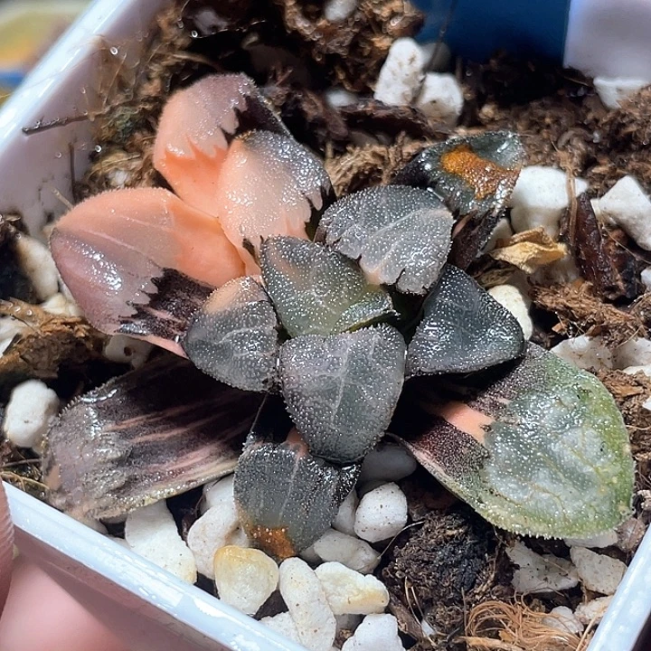 572冰面克锦特选福利