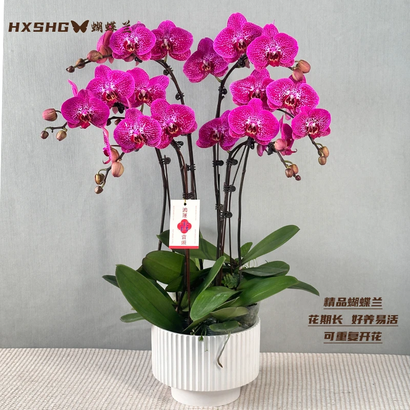 蝴蝶兰《月瑶》 特大盆精品懒人花好养易活 带花带花苞发货