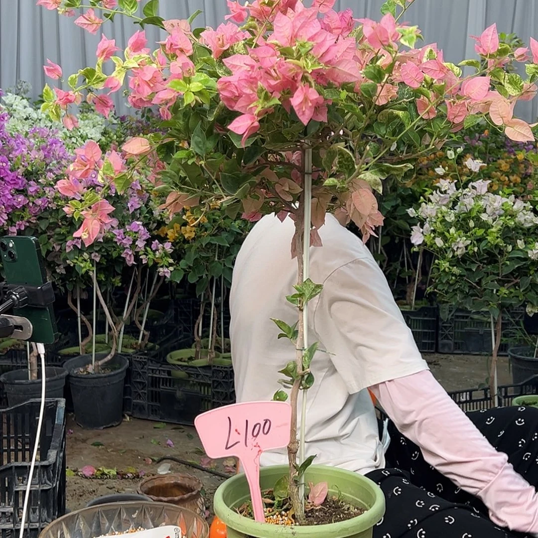 小***x大部分花苞少量开放L100斑叶米罗