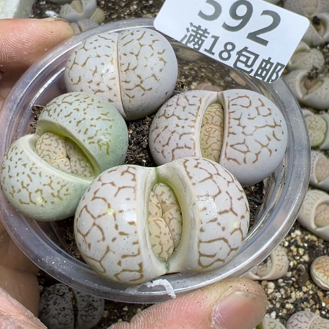 【闪购商品】 392.