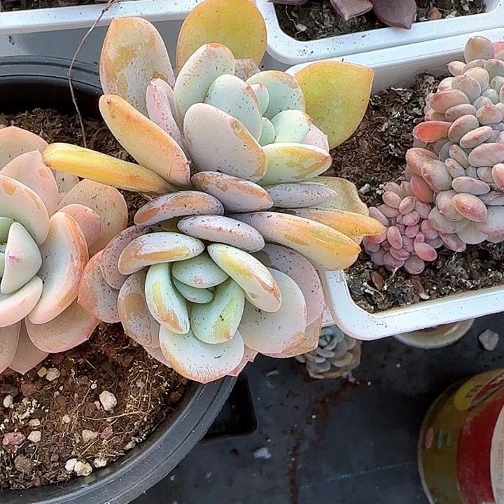 心****师青蛙王子儿童牙膏111