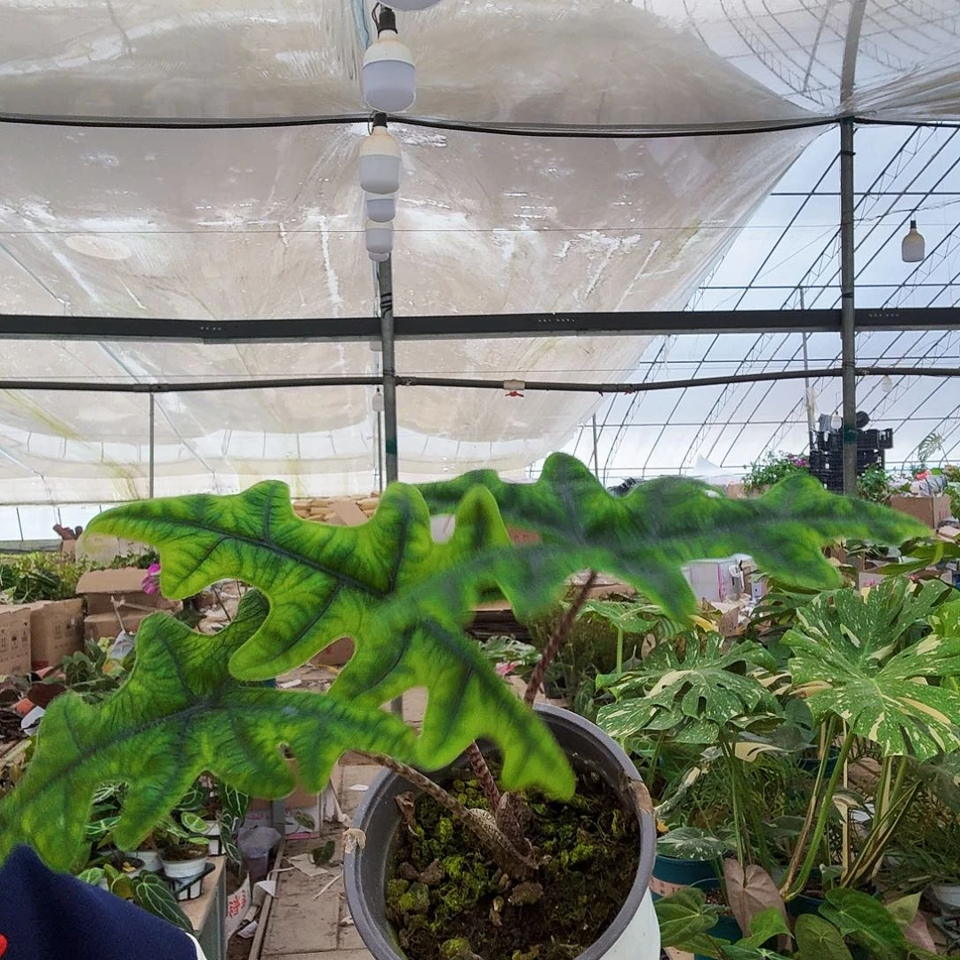 完全开放杰克林海芋一盆