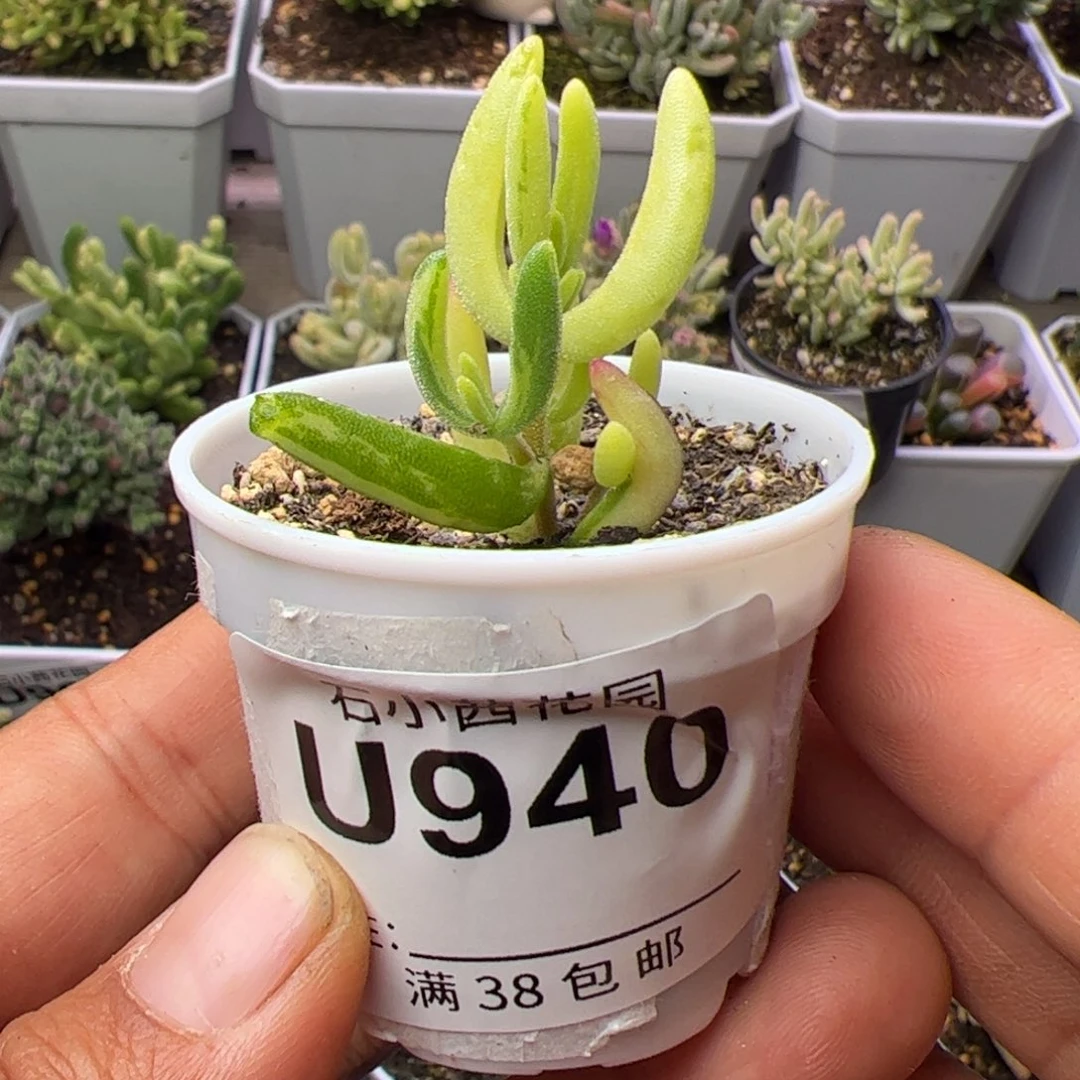 多肉植物枝干香蕉拉丝锦