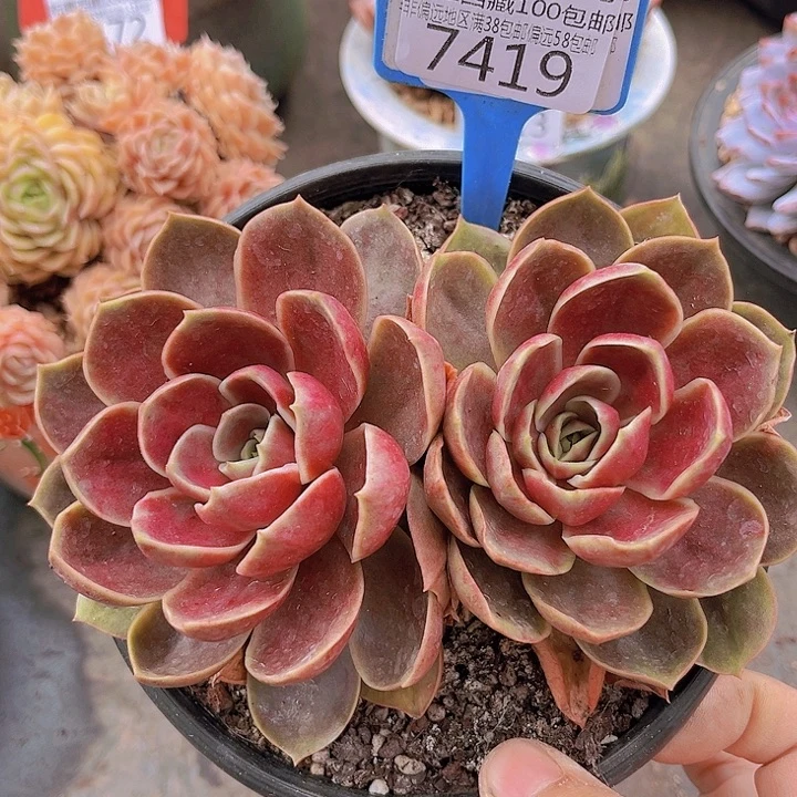 7419哥特玫瑰。