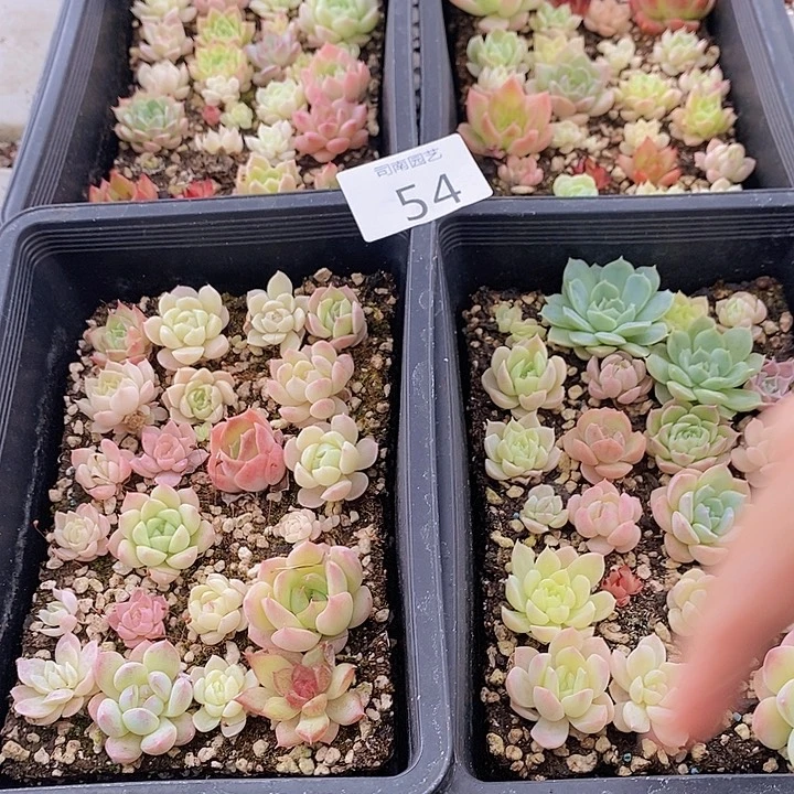 54 多肉植物盆栽花卉