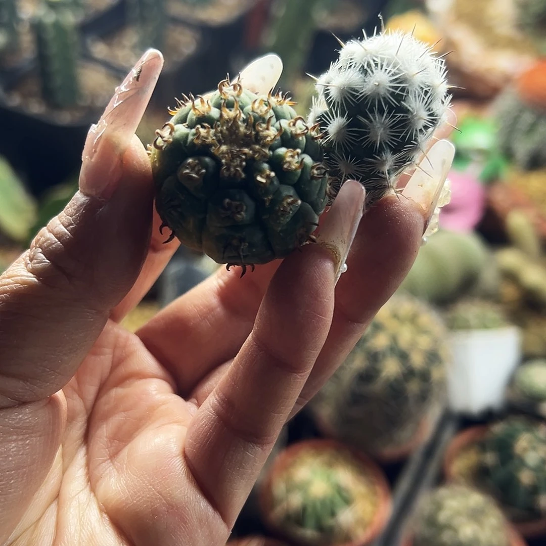 组合侧牙福利仙人球111111111