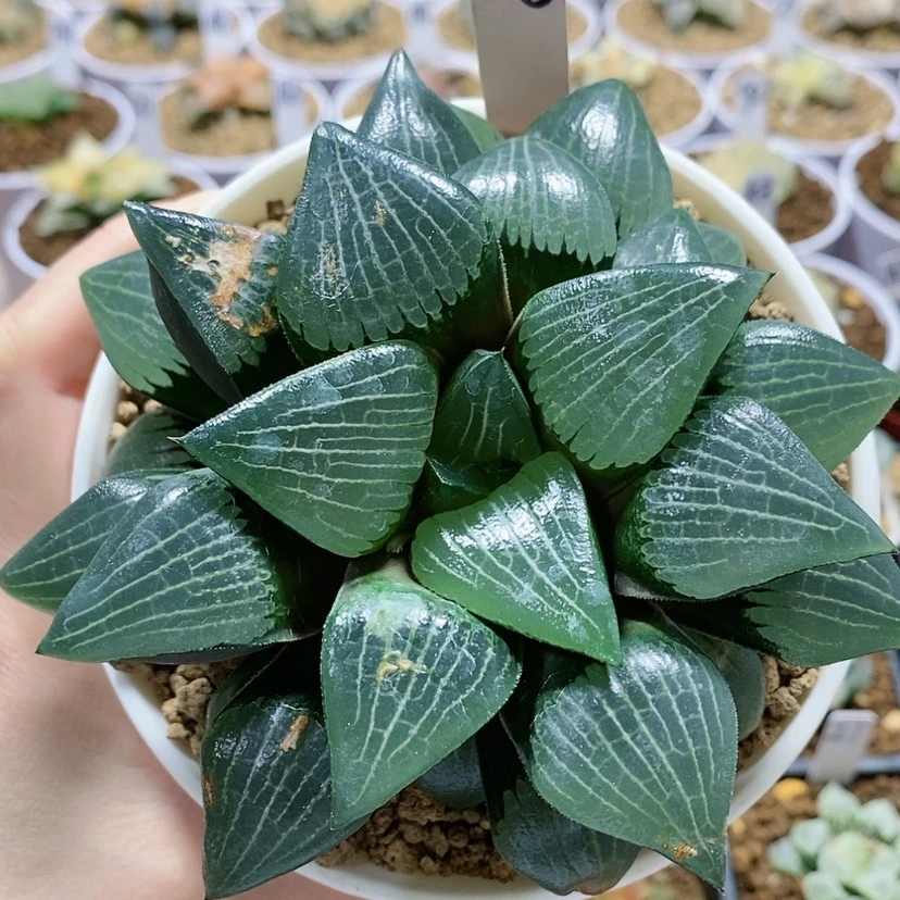【闪购商品】186实生克锦