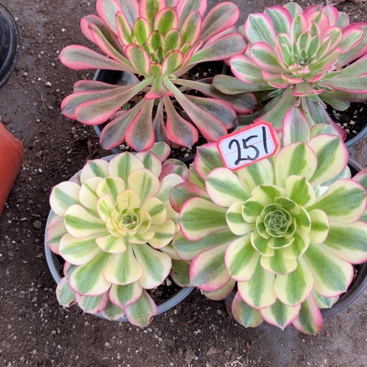 念***尘多肉植物251不售后