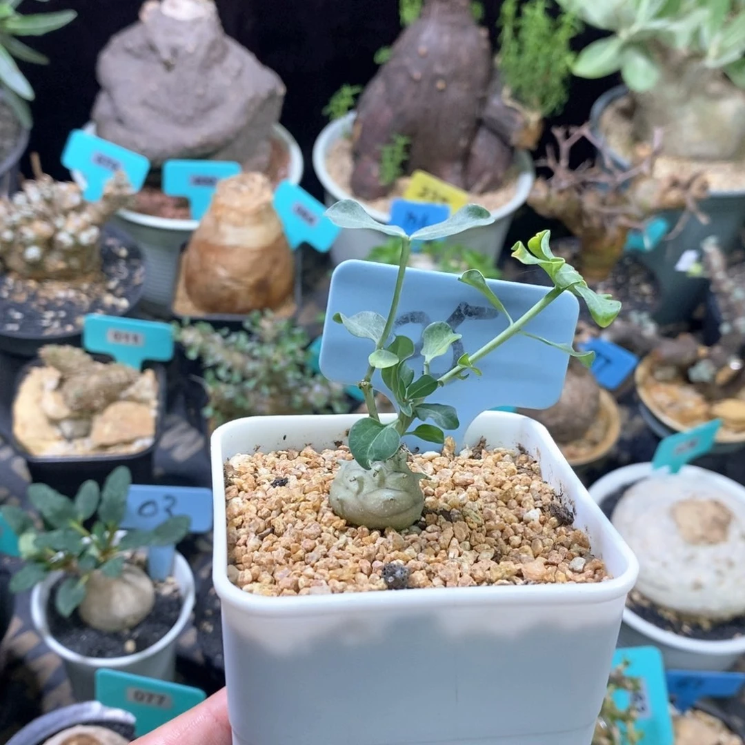 杨玉大戟多肉植物