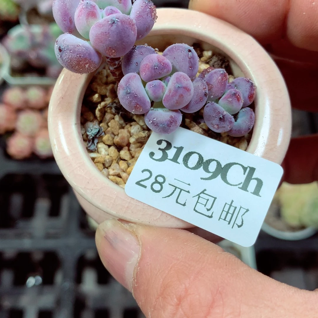 5厘米盆精控多肉3109