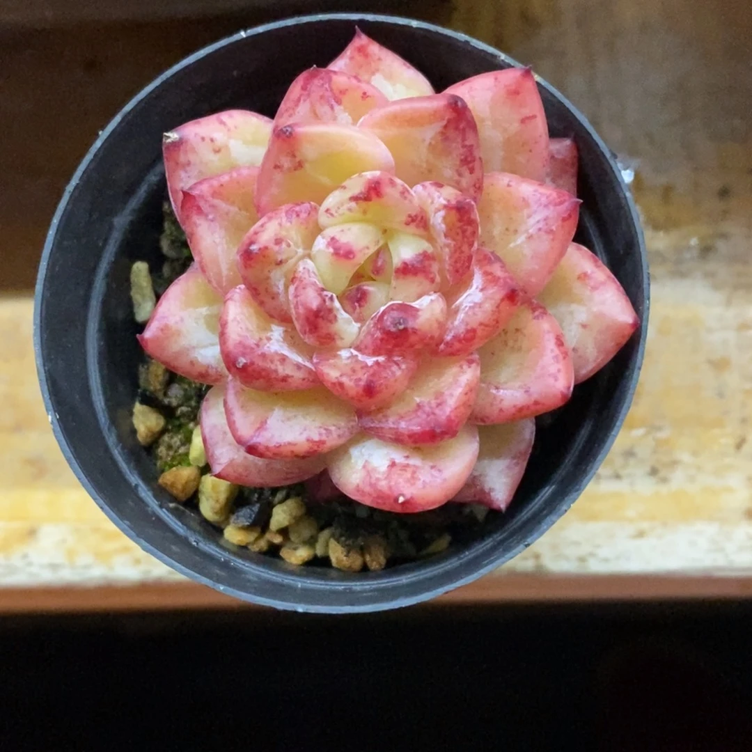 精品多肉一物一拍不包整40