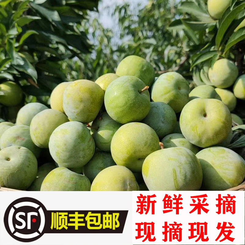 正宗贵州老品种磨盘李青脆脱骨李新鲜现摘酸甜可口孕妇水果包邮