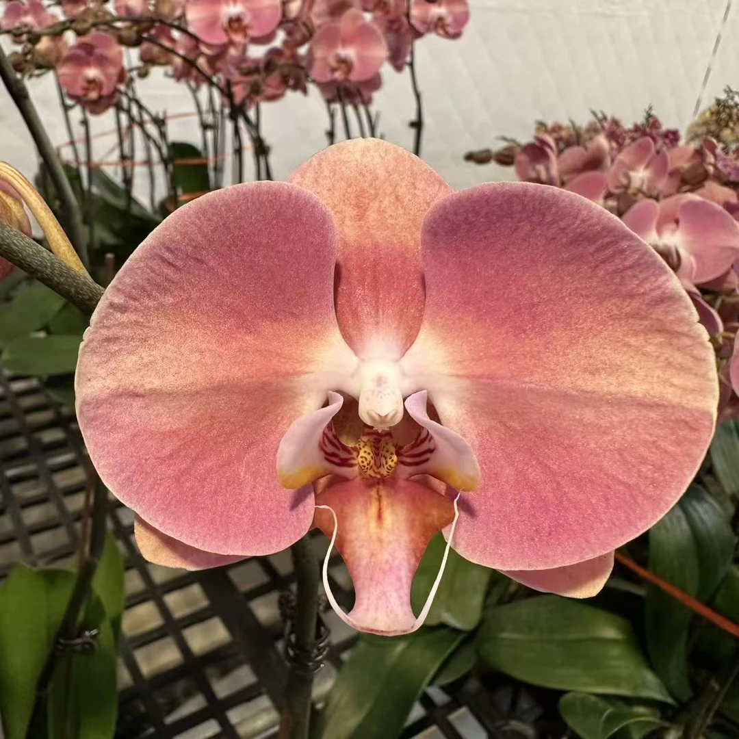 蝴蝶兰【大鲑鱼】梦幻浪漫室内高端花卉绿植