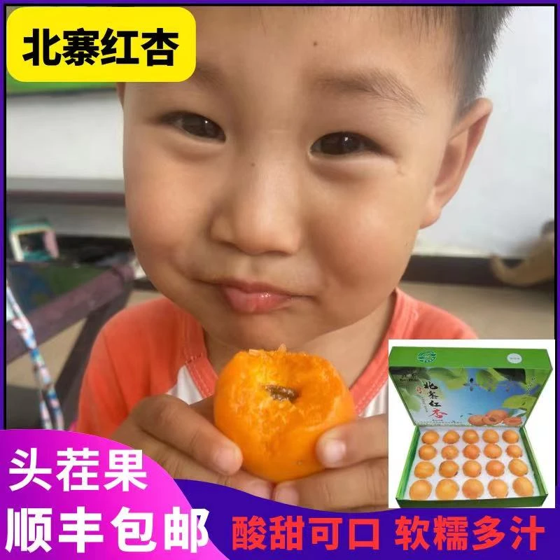 平谷北寨红杏金太阳孕妇当季新鲜水果大黄杏酸甜多汁皮薄肉厚核甜