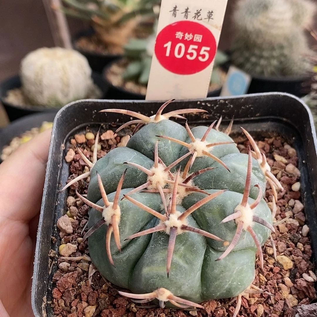 自根雷帝平丸5.6cm