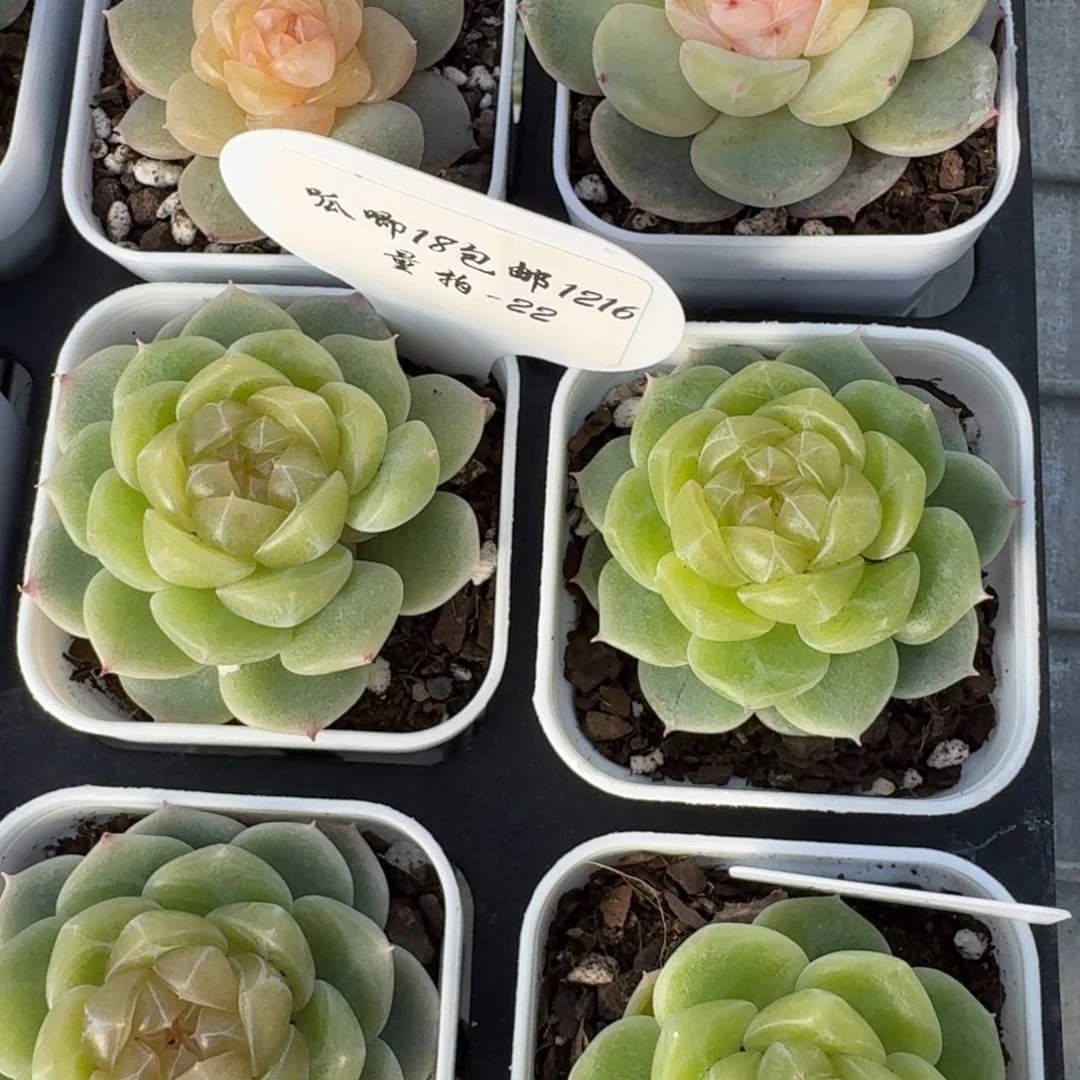 1216-22-0006单头量拍