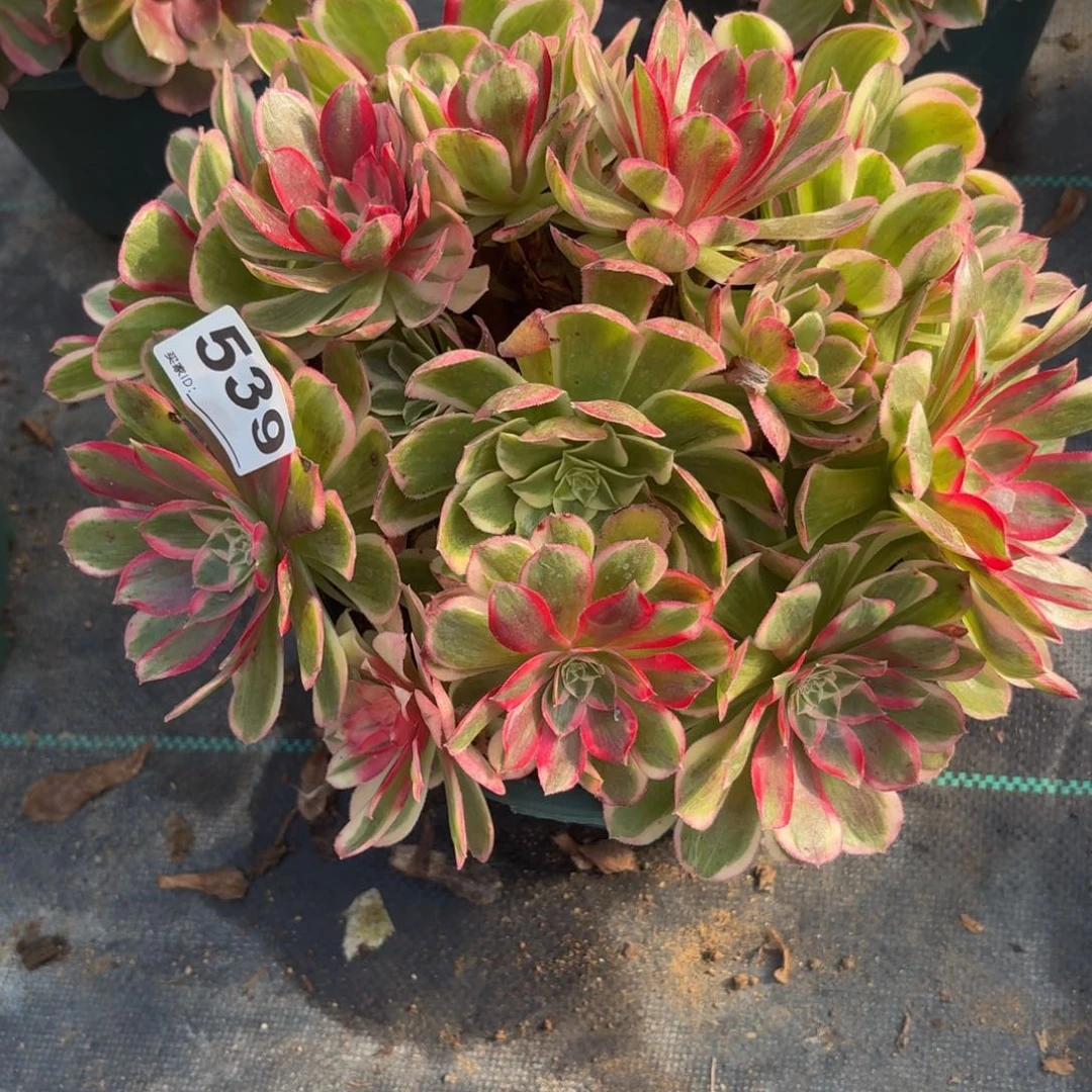 539孔雀林多肉植物