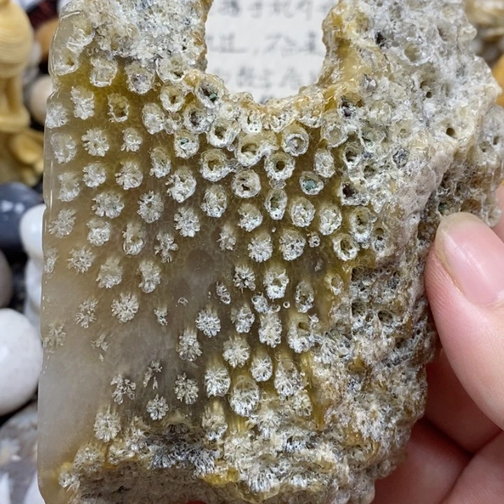 颈饰未镶嵌硅化珊瑚（珊瑚玉）