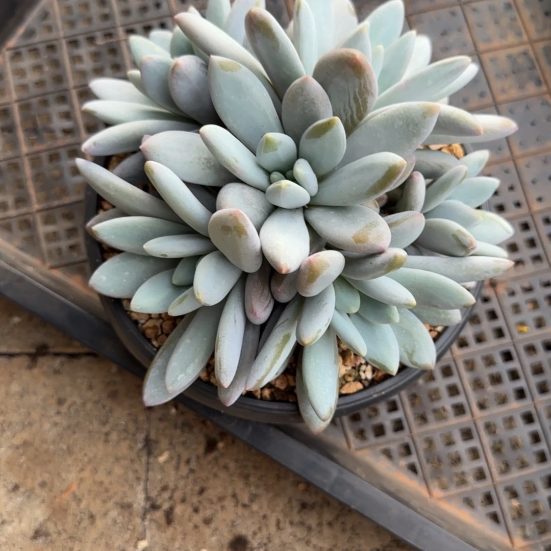 橙龙多肉植物多肉