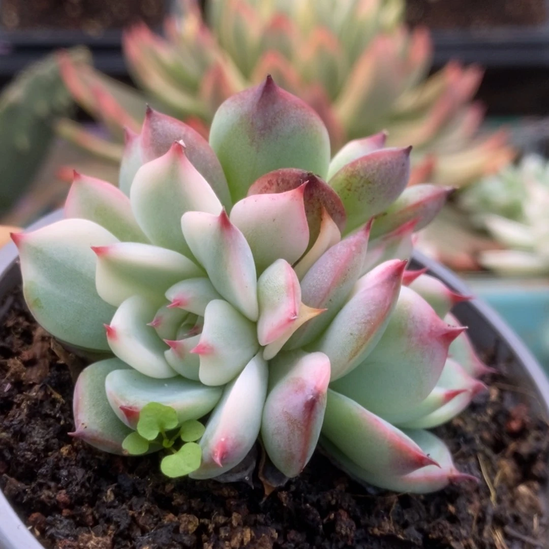 441锦锦锦锦锦锦锦