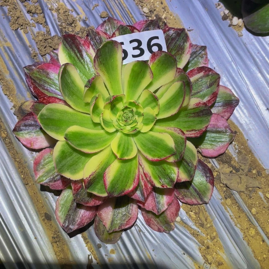 伯爵天骄多肉植物636