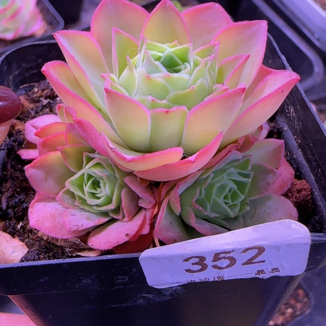 田****园四月天玫瑰七方杯352