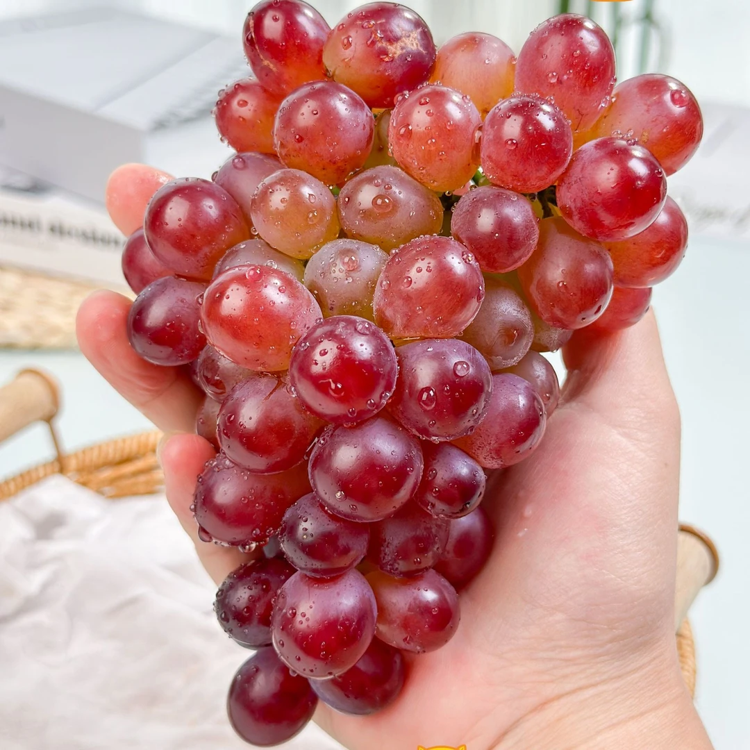辽宁莫斯卡特葡萄【巨香甜嫩多汁无籽】吐皮吃不齁甜新鲜水果京东