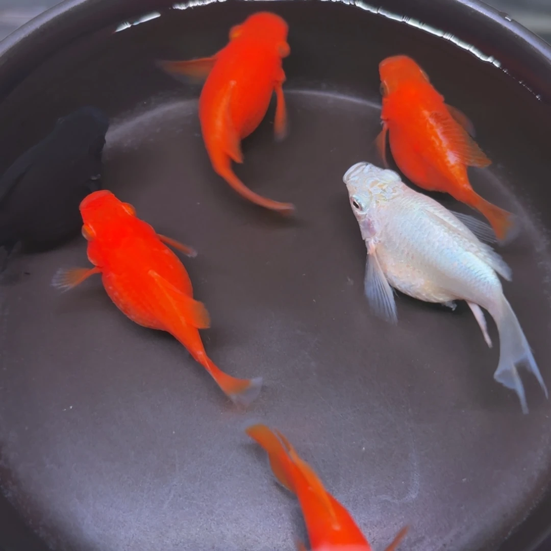 孔雀鱼玛丽起种鱼5+1